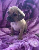 Puggle Puppies for sale in Scottsville, KY 42164, USA. price: NA