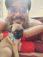 Puggle Puppies for sale in Dilshad Garden, New Delhi, Delhi, India. price: 8000 INR