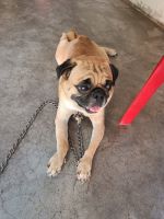 Puggle Puppies for sale in Nagpur, Maharashtra, India. price: 8000 INR