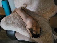 Puggle Puppies for sale in Rochester, NY, USA. price: NA
