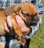 Puggle Puppies for sale in Monteagle, TN 37356, USA. price: NA