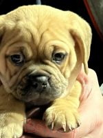 Puggle Puppies for sale in East Freetown, Freetown, MA, USA. price: NA