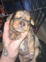 Puggle Puppies for sale in Richmond, Indiana. price: $1,234
