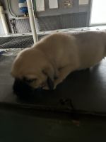 Puggle Puppies for sale in Bruceville, Indiana. price: $250