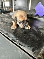 Puggle Puppies for sale in Bruceville, Indiana. price: $350