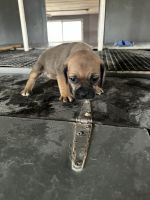 Puggle Puppies for sale in Bruceville, Indiana. price: $350