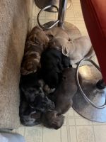 Puggle Puppies for sale in Tobyhanna, Pennsylvania. price: $200