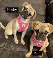 Puggle Puppies for sale in Seymour, Connecticut. price: $600