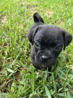 Pungsan Dog Puppies for sale in Roman Forest, TX 77357, USA. price: NA