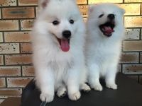Japanese Spitz Puppies for sale in Lubbock, TX, USA. price: NA