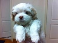 Lhasa Apso Puppies for sale in Los Angeles, CA, USA. price: NA