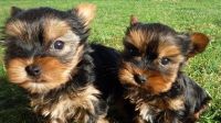 Weimaraner Puppies for sale in Detroit, MI, USA. price: NA