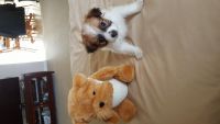 Papillon Puppies for sale in Rochester, MN, USA. price: NA