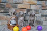 Weimaraner Puppies for sale in Millersburg, OH 44654, USA. price: NA