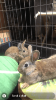 Pygmy Rabbit Rabbits Photos