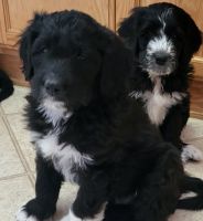 Pyredoodle Puppies for sale in Apple Valley, CA, USA. price: NA