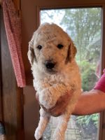 Pyredoodle Puppies for sale in Ansonia Local School District, OH, USA. price: NA