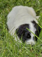 Pyredoodle Puppies for sale in Guttenberg, IA 52052, USA. price: NA