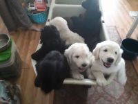 Pyredoodle Puppies for sale in Palm Bay, FL, USA. price: NA