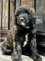 Pyredoodle Puppies for sale in Morrow, OH 45152, USA. price: NA
