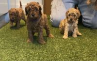 Pyredoodle Puppies for sale in Texas City, TX, USA. price: NA