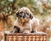 Pyredoodle Puppies for sale in 428 Macedonia Church Rd, Evergreen, NC 28438, USA. price: NA