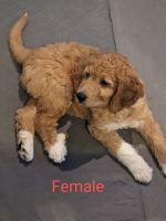 Pyredoodle Puppies for sale in Longwood, FL 32750, USA. price: NA