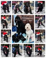 Bernedoodle Puppies for sale in Denton, TX, USA. price: $1,000
