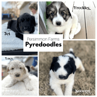 Pyredoodle Puppies for sale in Pleasant View, Tennessee. price: $900