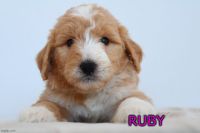 Pyredoodle Puppies for sale in Mesa, Arizona. price: $600