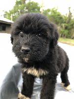 Pyredoodle Puppies for sale in Jacksonville, Florida. price: $1,000