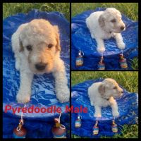 Pyredoodle Puppies Photos