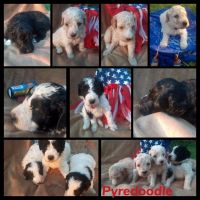 Pyredoodle Puppies Photos