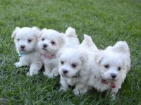 Pyrenean Mastiff Puppies Photos