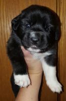 Pyrenean Mastiff Puppies for sale in Priest River, ID 83856, USA. price: NA