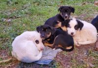 Pyrenean Shepherd Puppies for sale in Clifton, TX 76634, USA. price: NA