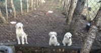 Pyrenean Shepherd Puppies for sale in Santa Rosa, CA, USA. price: NA
