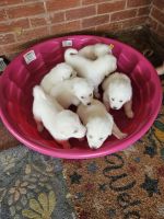 Pyrenean Shepherd Puppies for sale in Lufkin, Texas. price: $1,000