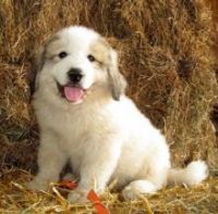 Pyrenean Shepherd Puppies for sale in San Francisco, CA, USA. price: NA