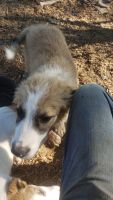 Pyrenean Shepherd Puppies for sale in Boyero, CO 80821, USA. price: NA