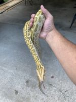 Python Reptiles for sale in Powder Springs, GA, USA. price: NA