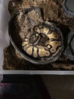 Python Reptiles for sale in 9940 Richmond Ave., Houston, TX 77042, USA. price: NA