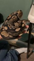 Python Reptiles for sale in 224 Atrisco Vista Blvd, Albuquerque, NM 87121, USA. price: NA