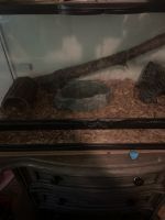 Python Reptiles for sale in Dallas, GA, USA. price: NA