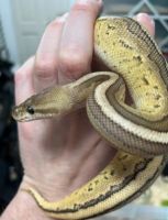 Python Reptiles for sale in Los Angeles, CA, USA. price: NA