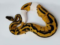 Python Reptiles for sale in Dickson, Tennessee. price: $500
