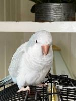 Quaker Birds for sale in Melbourne, FL, USA. price: $375