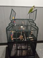 Quaker Birds for sale in Dearborn Heights, MI 48127, USA. price: $800