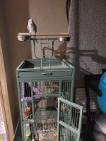 Quaker Parrot Birds for sale in Newark, TX 76071, USA. price: NA