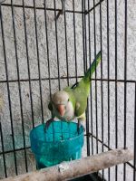 Quaker Parrot Birds for sale in Fort Myers, FL, USA. price: NA